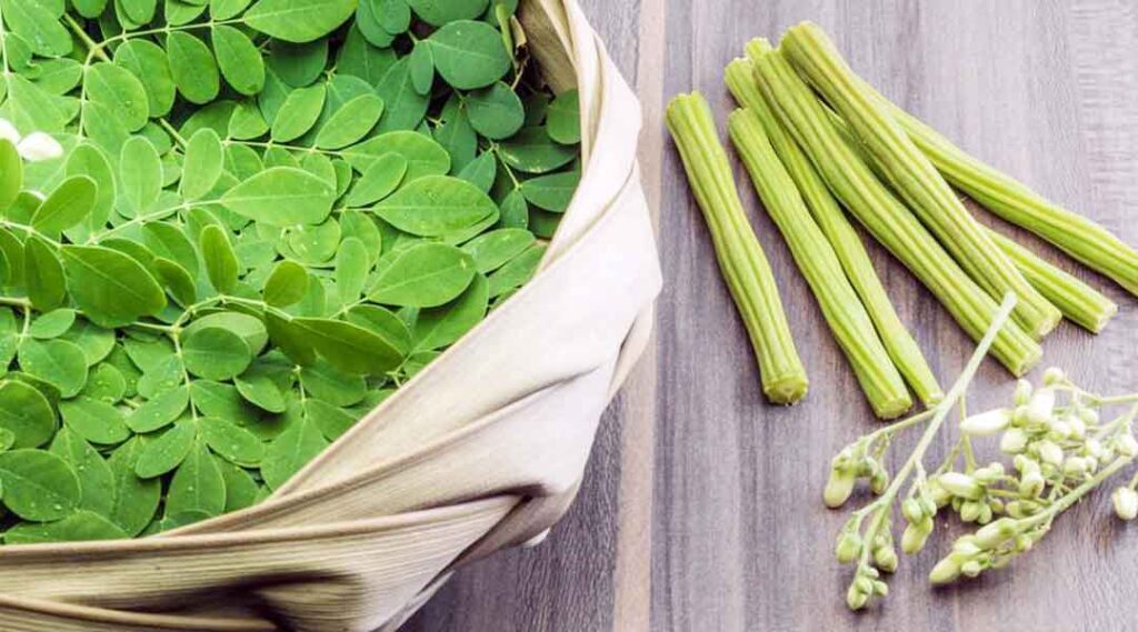 DrumStick Leaves మునగాకుతో ఆరోగ్య ప్రయోజనాలు Telugu24