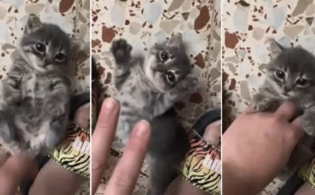 ముద్దొచ్చే పిల్లి వేశాలు…Video