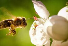 Pesticides:పువ్వులతో తేనెటీగల పరాగసంపర్కానికి ఎరువుల ఆటంకం