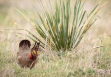 Lesser Prairie-Chicken:కోడి కోసం కొత్త రూల్స్