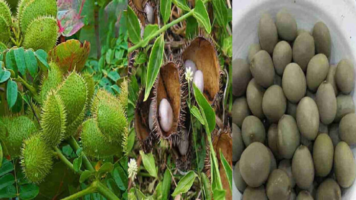 Amazing Ayurvedic tip for women's menstrual problems Amazing Ayurvedic tip for women's menstrual problems...