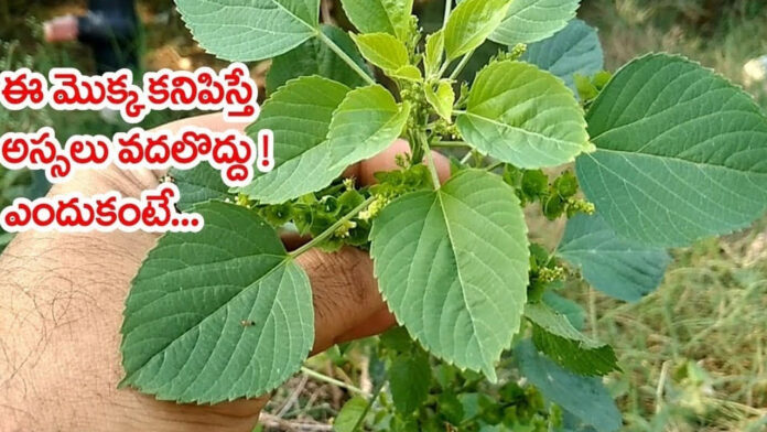 Kuppintaku plant also activates dead nerves