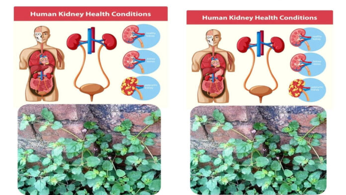 Do you think your kidneys are completely healthy? Think about it…