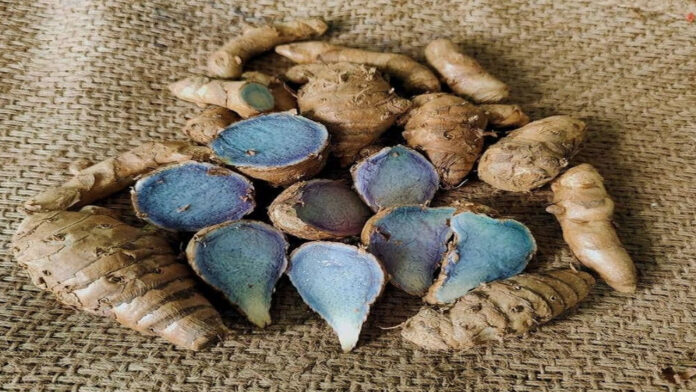 Introducing one Ayurvedic medicinal plant every day: Today's plant is called 