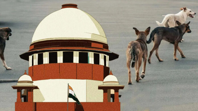 Supreme Court's key comments on stray dogs: Precaution is best